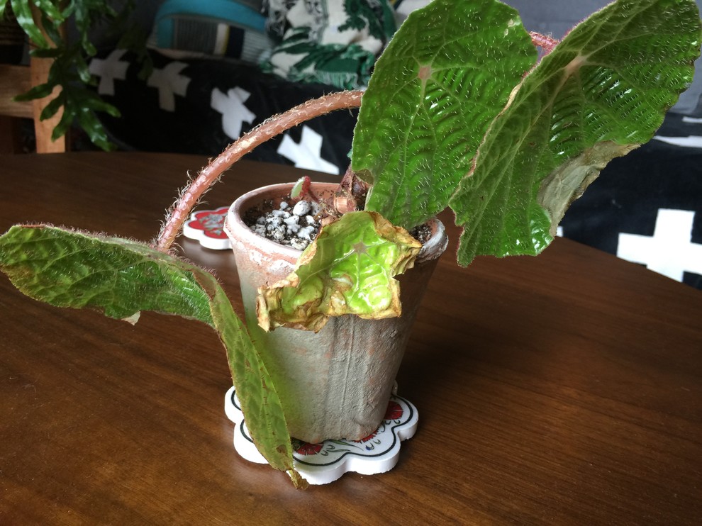 Begonia appears to be dying (wilting stems)