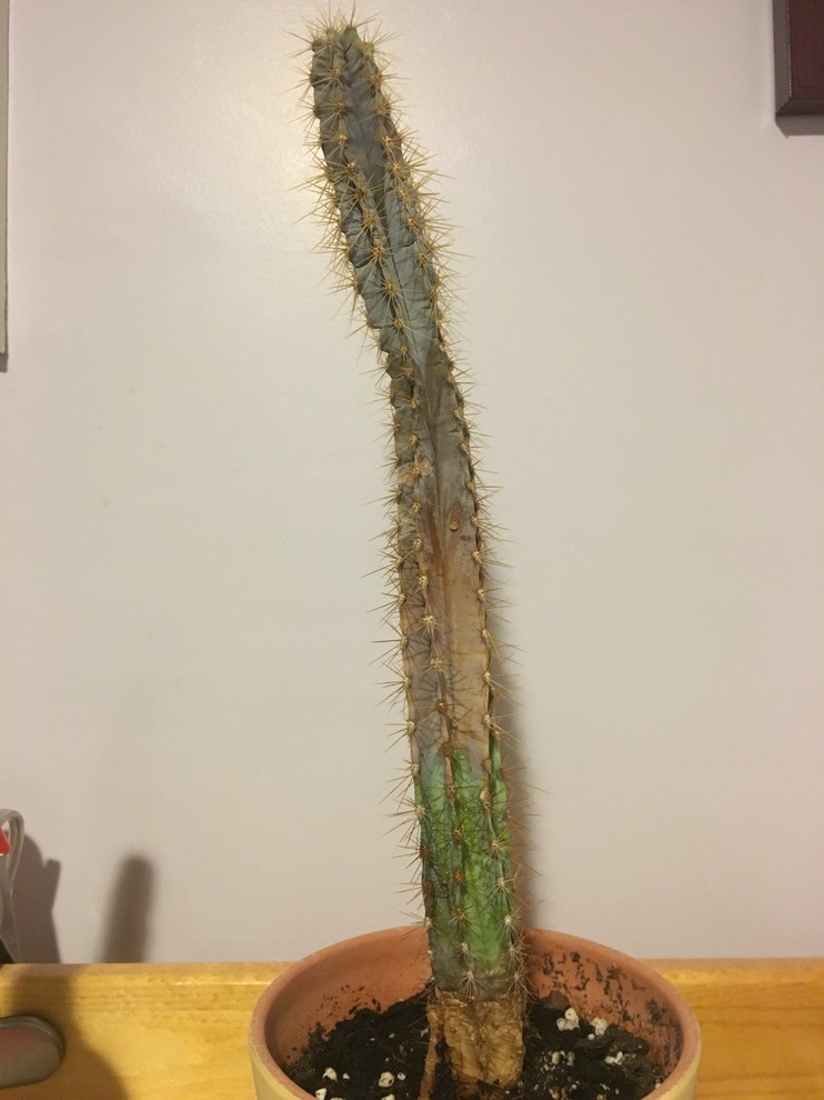 Cactus changing colour?