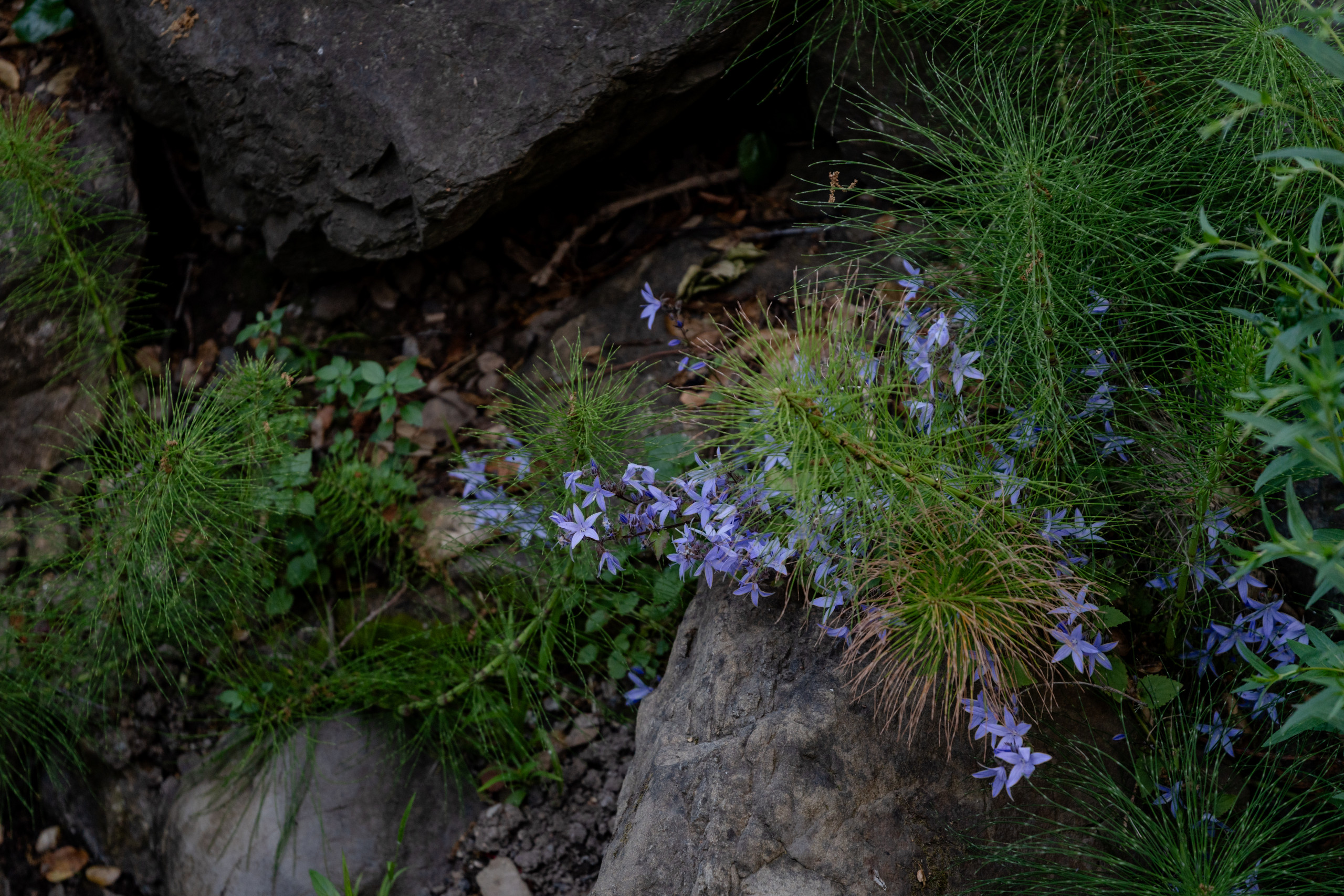 Creekside Restoration: Close-Up of Vibrant Bloom Among Creekside Rocks
