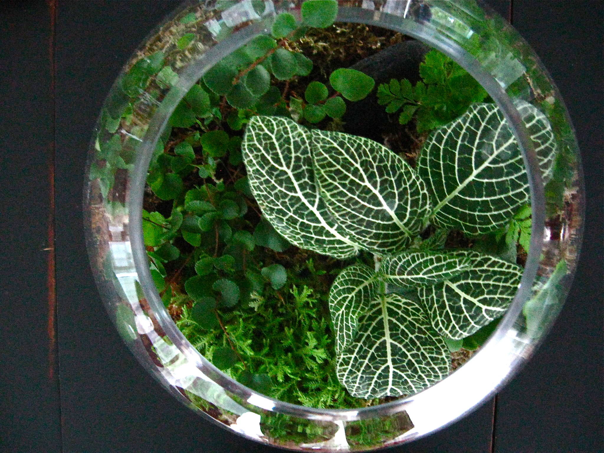 Build Your Own Mini Ecosystem in a Compact Terrarium Houzz AU