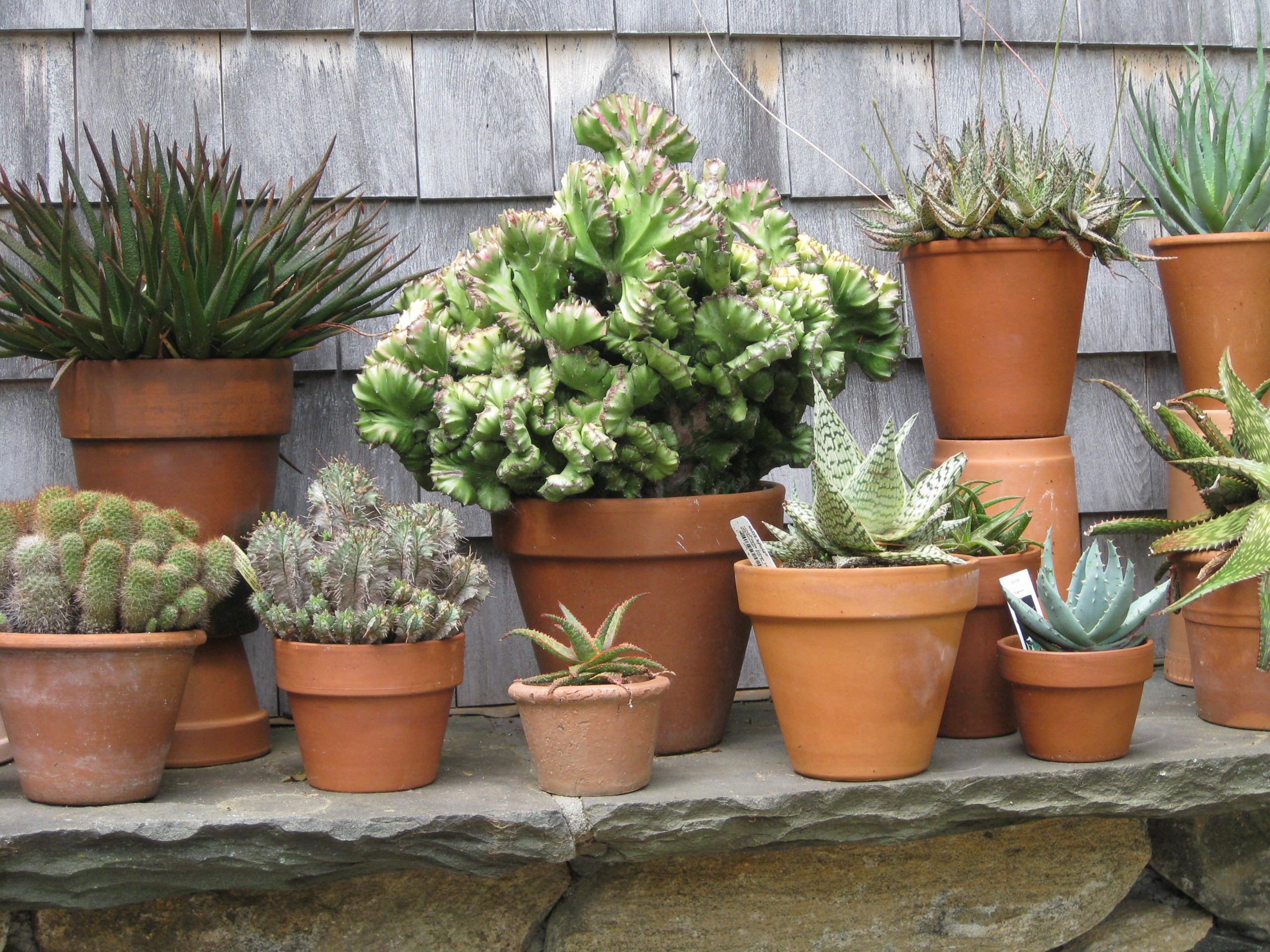 These potted plants are all in the Cactus and Sedum Family. They are low maintenance plants and fascinating plants to own. Peter Atkins and Associates. LLC