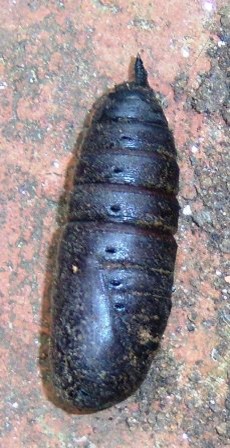 Mysterious Wiggling Black Chrysalis