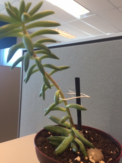 Should I cut this super tall succulent? | Houzz Forum