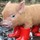 porkyme
