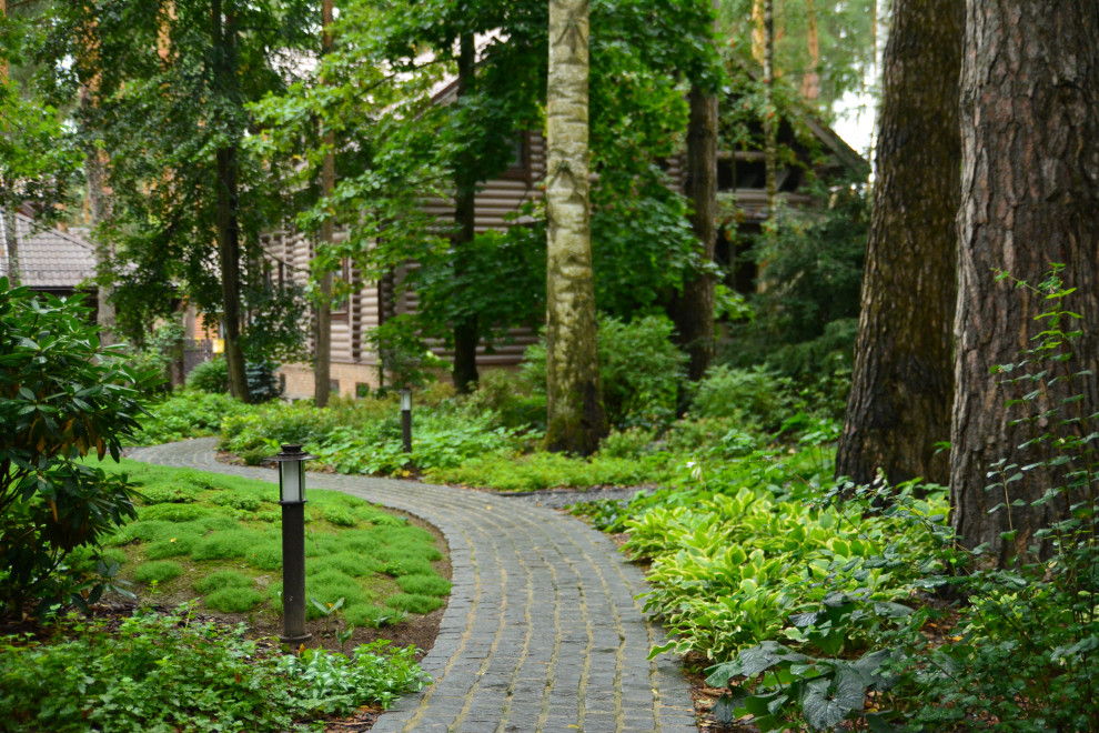 Заповедный бор