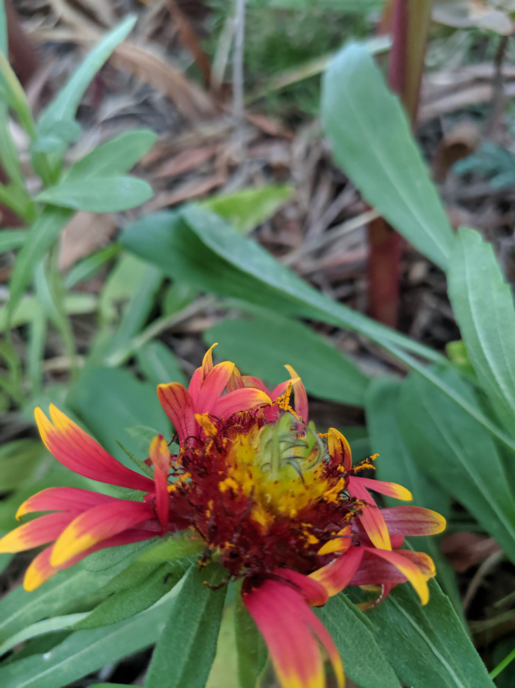 Is this aster yellows disease on my Gaillardia?