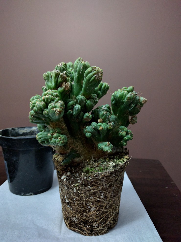 Repotting Ranunculus Repotting advice.