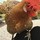 Last commented by beachychicken