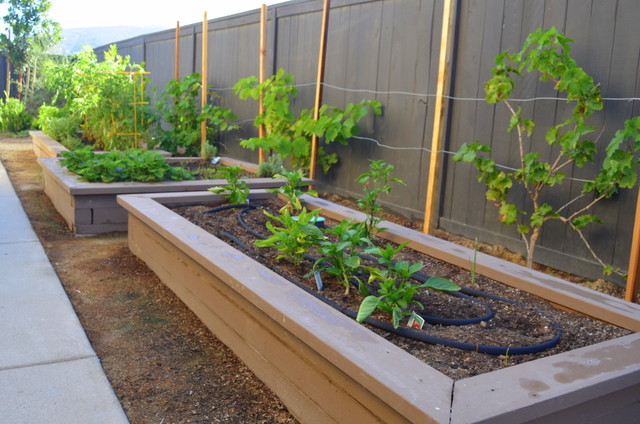 Raised Vegetable Boxes With Grape Vines Along The Perimeter Fence