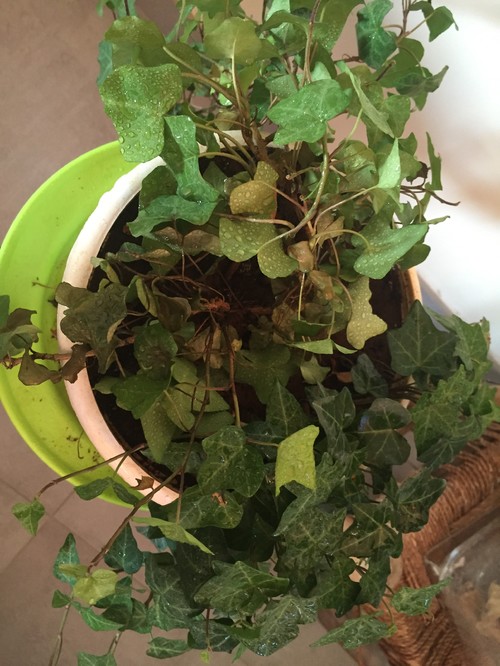 English Ivy leaves drooping and drying up