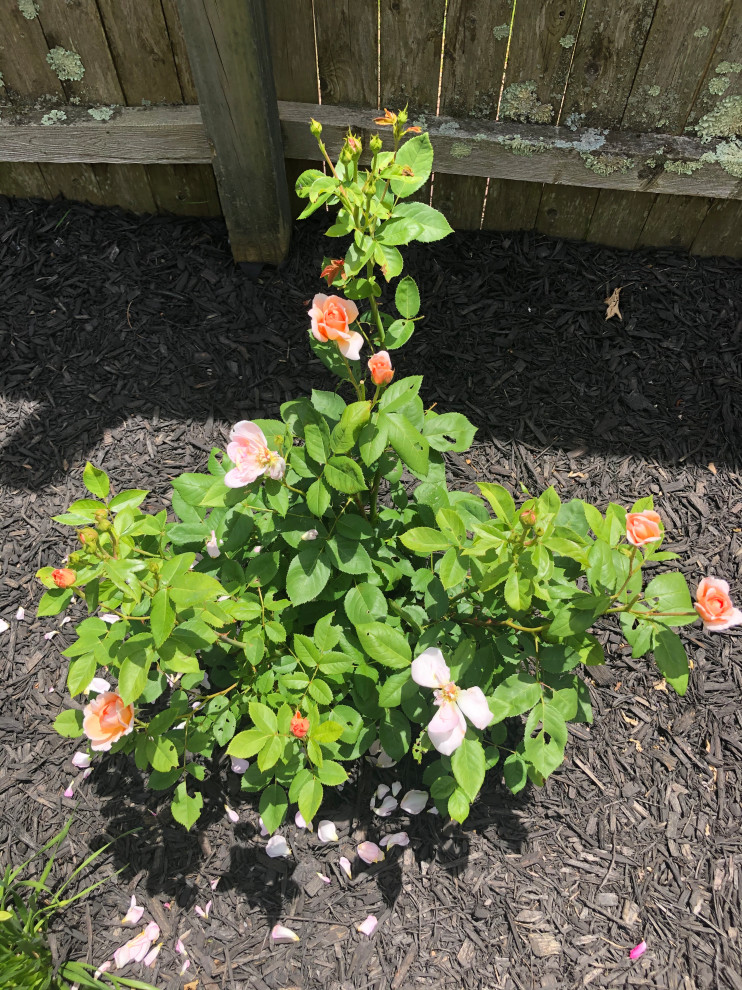 What is eating rose leaves