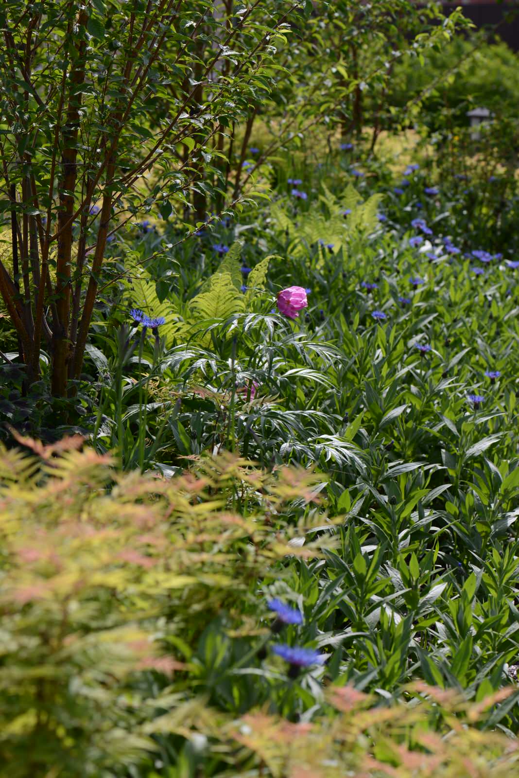 Большой сад в пригороде