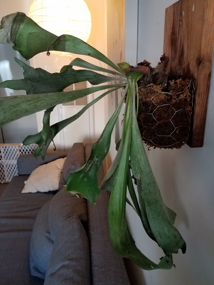 Help! Is it dead? How do I save my staghorn fern