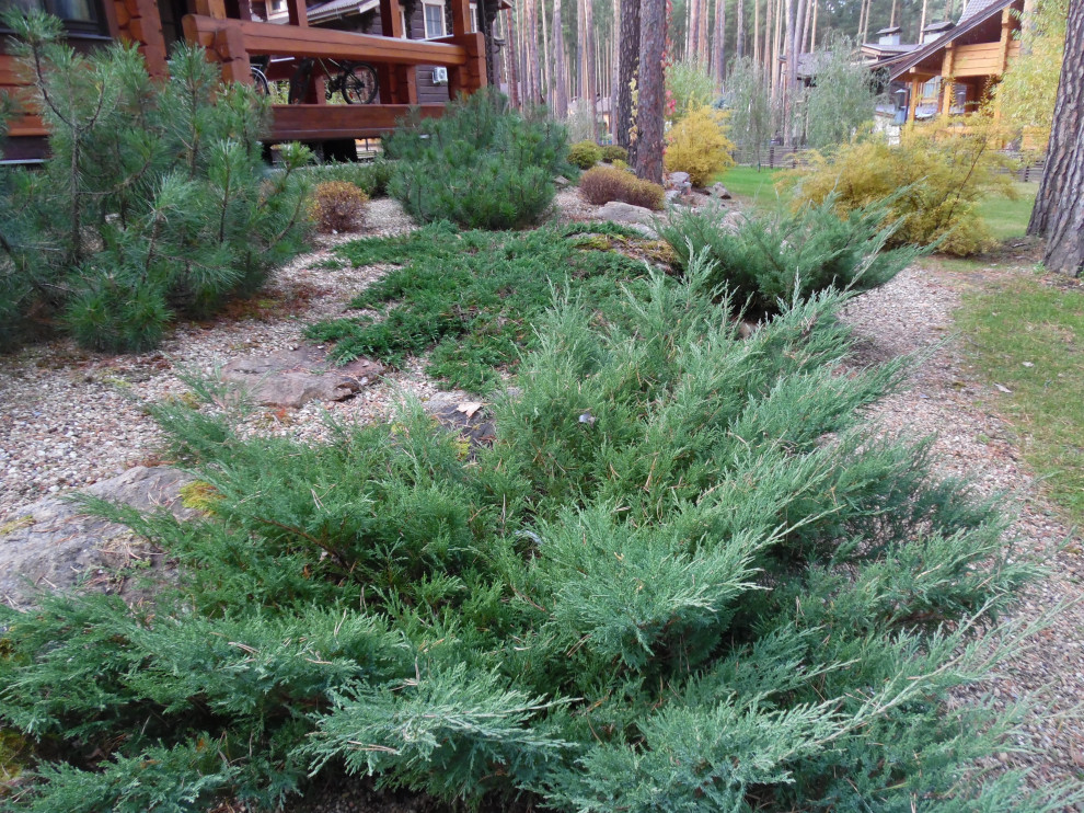 Лесной участок в сосновом бору.