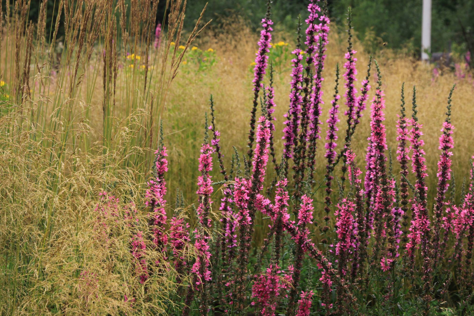 Сад "Три плюс два"