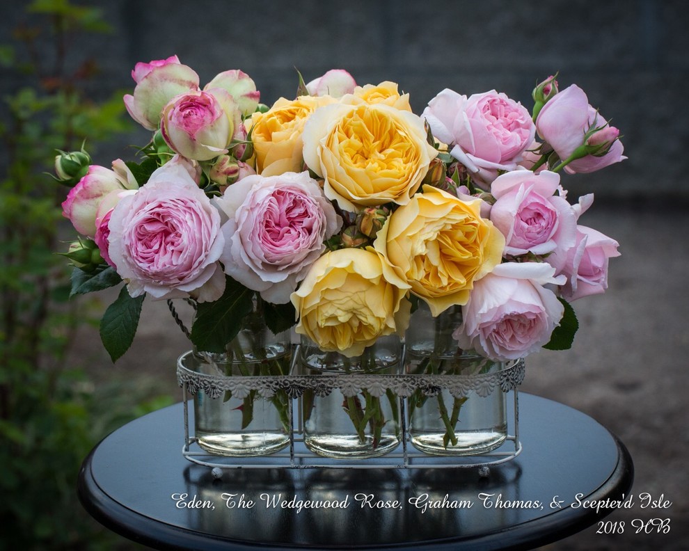 Spring Roses Uk 2018 spring roses in my garden