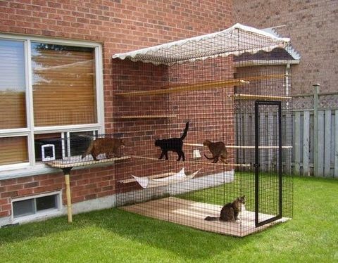 51 Outdoor Cat Enclosures Your Will, Outdoor Cat Runs Australia
