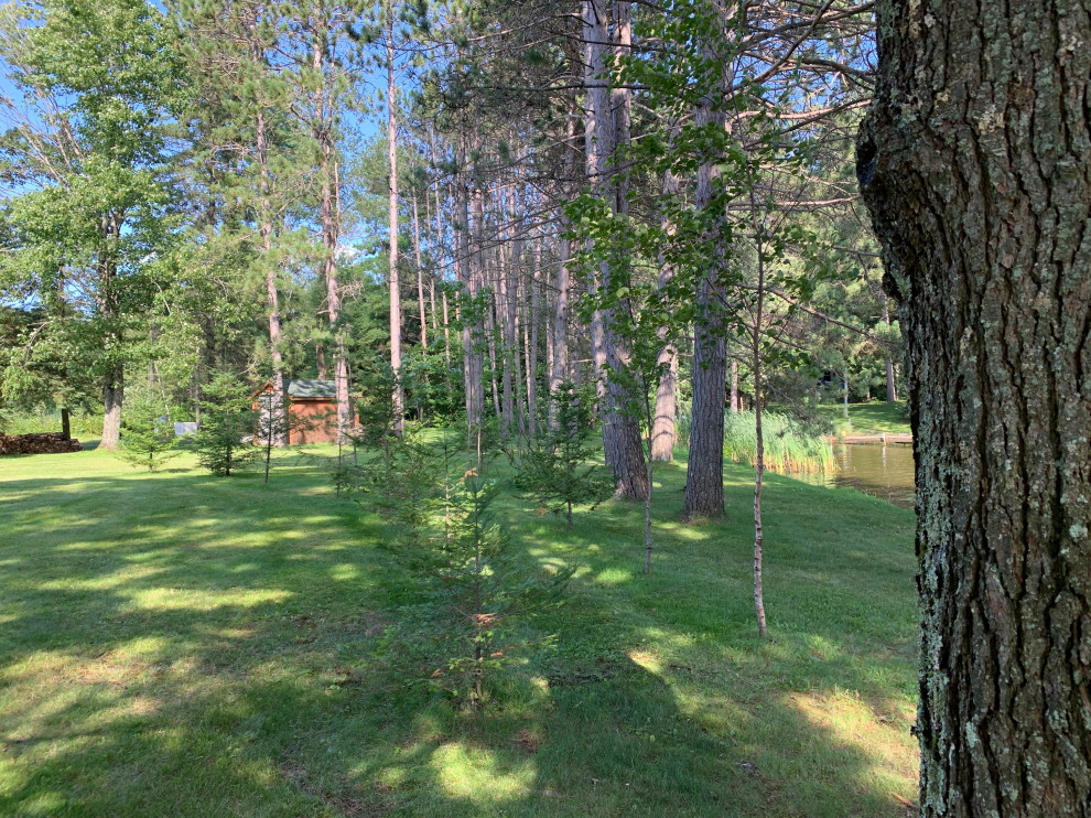 Instant Forest in Wisconsin