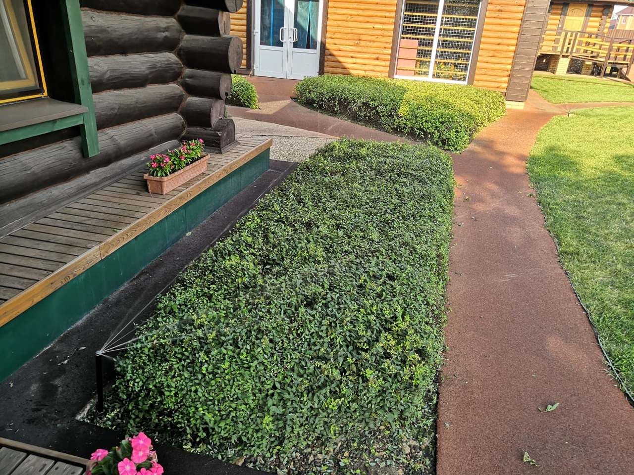 Фитопластика на общественной территории