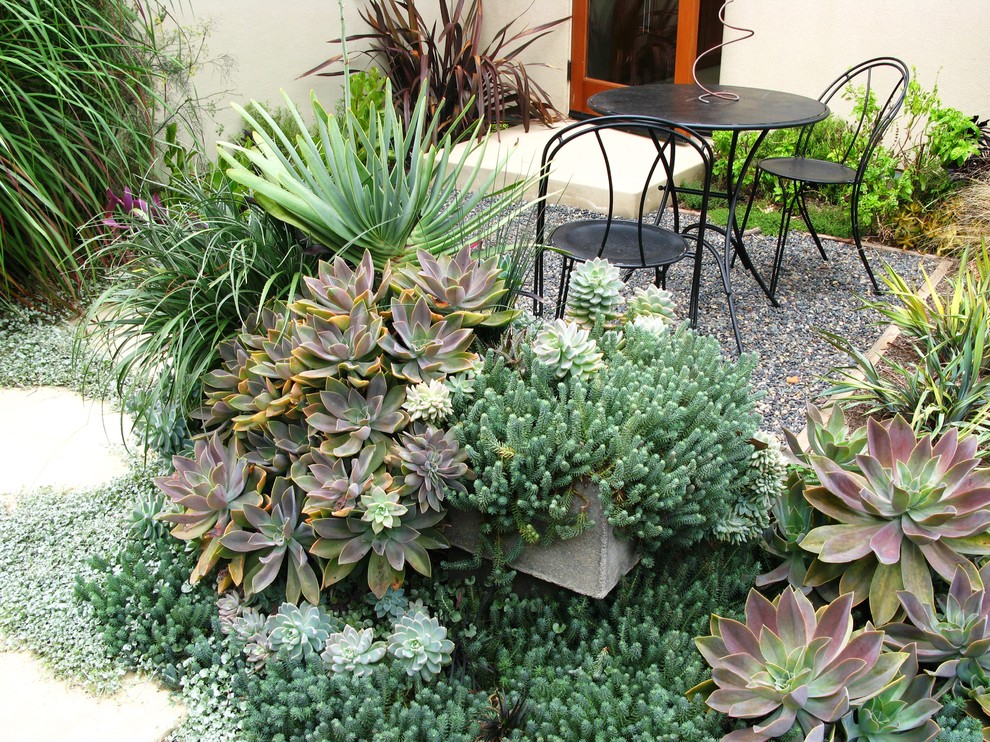Design ideas for a contemporary backyard garden in San Diego with a container garden and gravel.