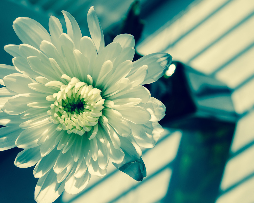 Melancholy Flower Nature Photography Floral Unframed Wall Art Print Contemporary Photographs By Pi Photography Wall Art Fine Art