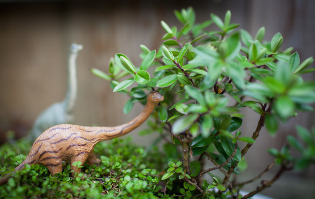 Mini Dinosaur Garden 