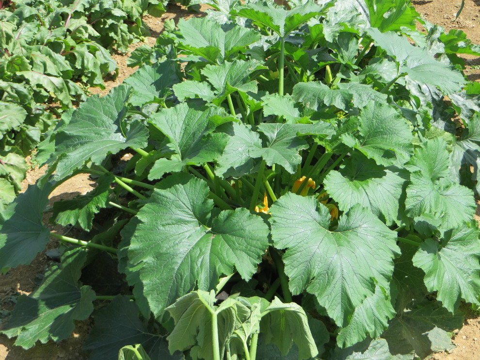 Zucchini Plant dying fast