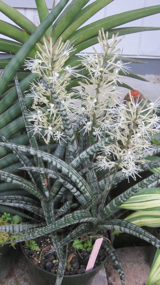sansevieria star rose Dracaena angolensis 'Star Rose'  Rosette Cylindrical Snake Plant