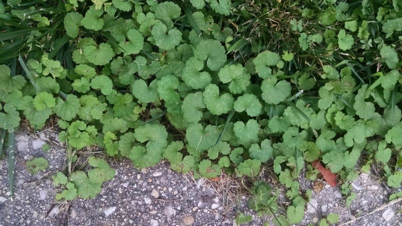 What is this weed that has taken over my lawn and garden?