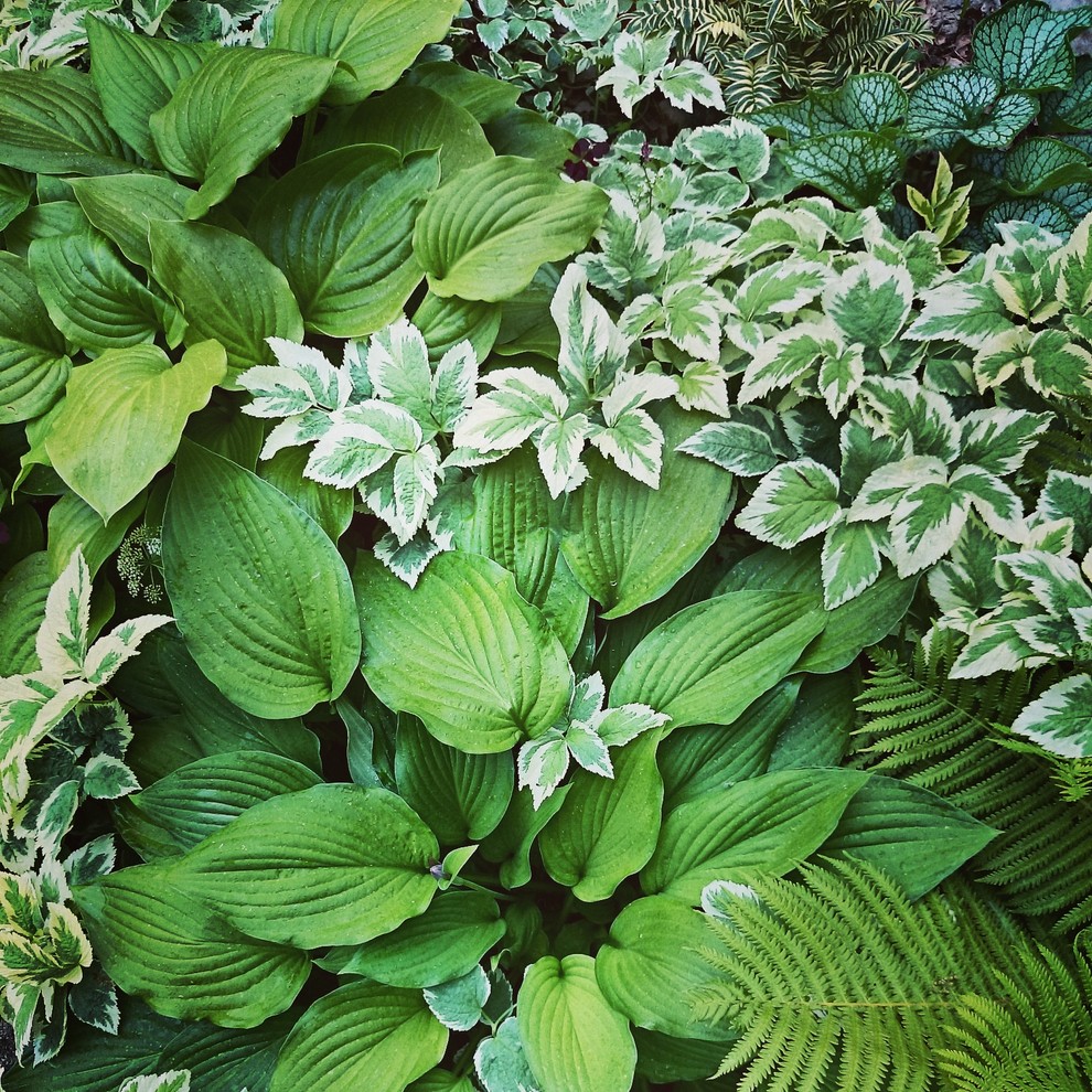 Теневой цветник