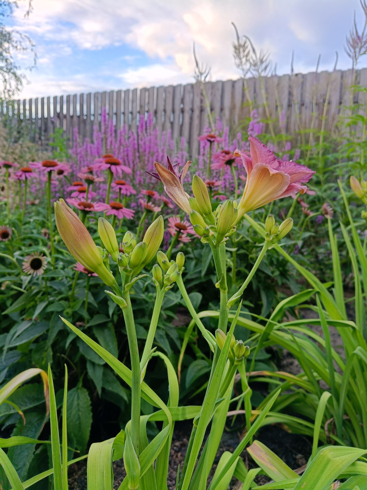 Современный цветник