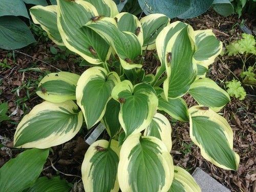 Hosta I 2014