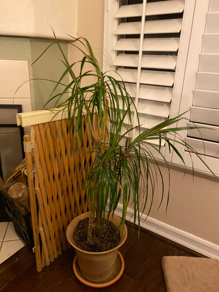 Dragon tree drooping and bending