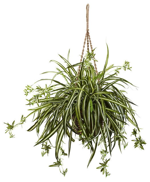 Spider Plant Hanging Basket