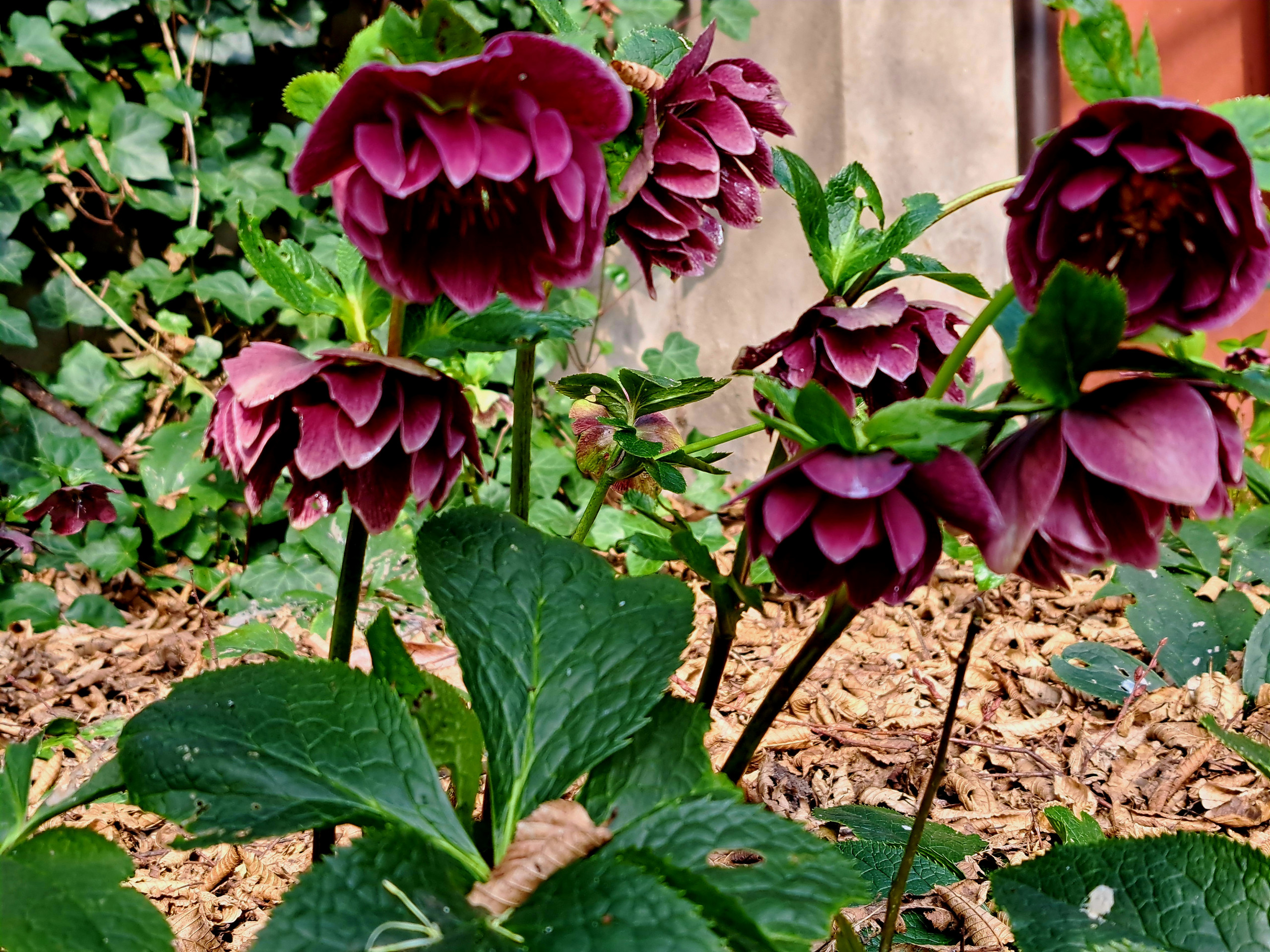 Giardino privato P.S.