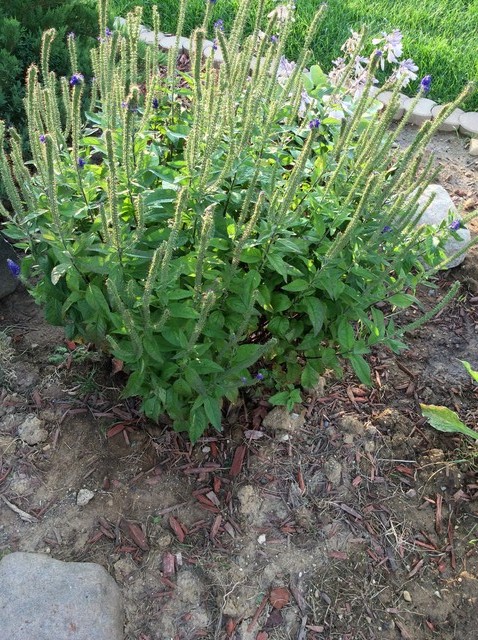 Purple Flowering Perennial Bush Long Flowers