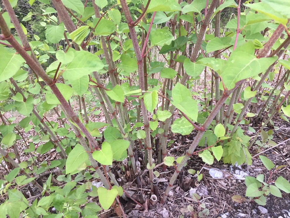 Bamboo or Japanese Knotweed?