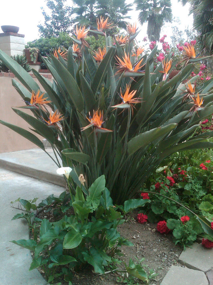 Put Plants to Work in Small Gardens