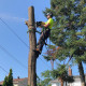 Strategic Tree Services Ltd.