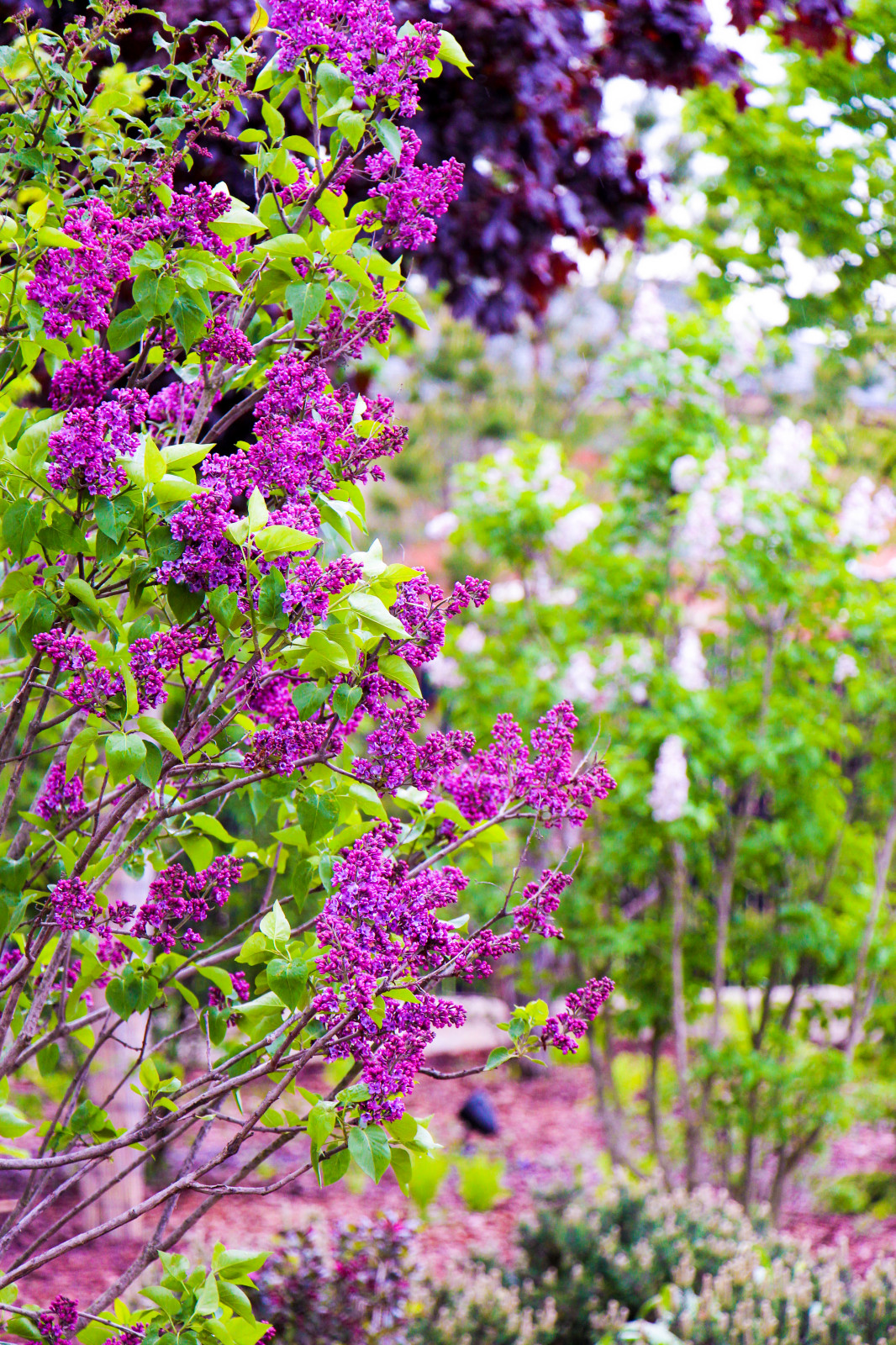 Горки-10, 2017-2020 г.г.