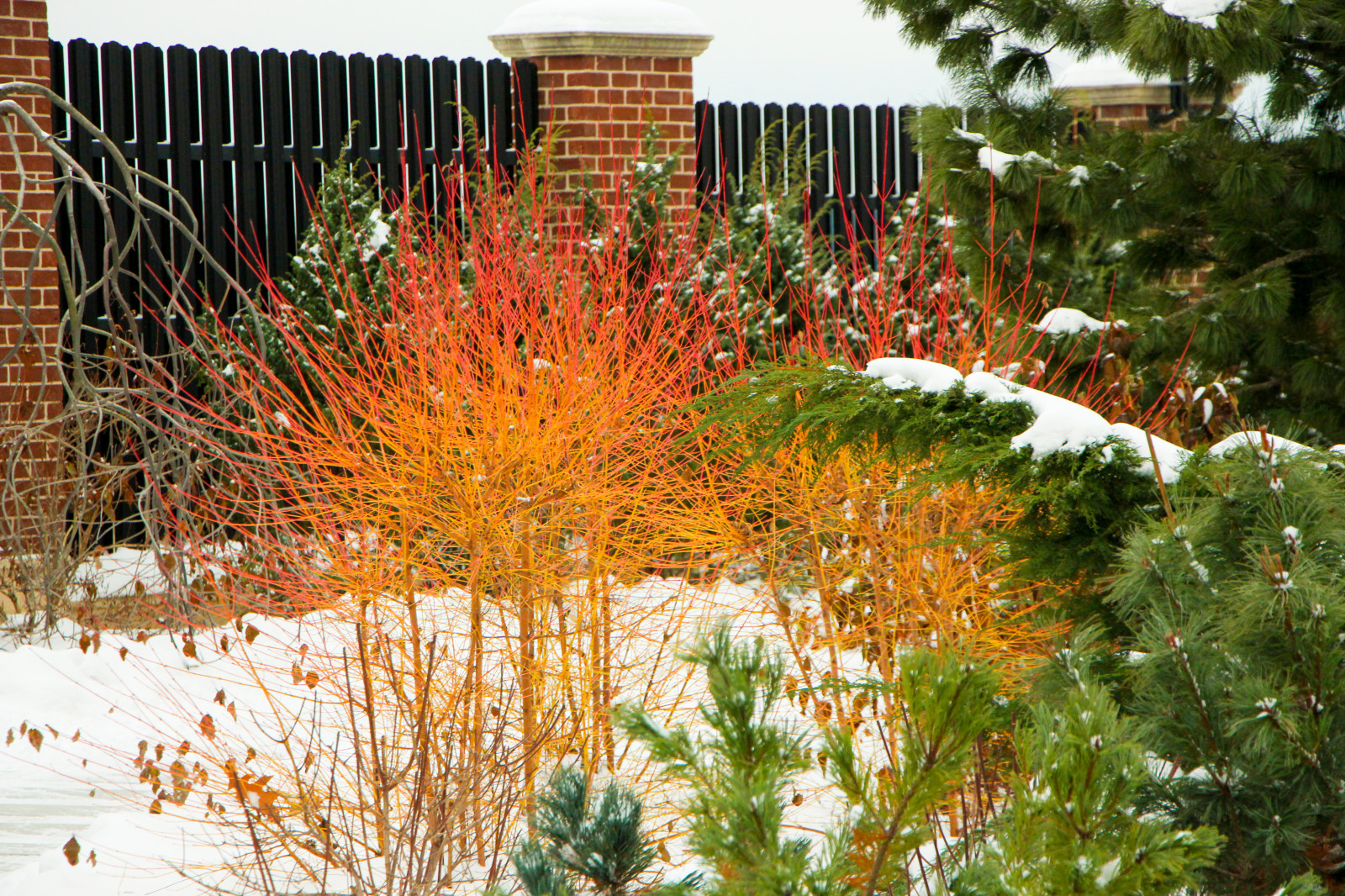 Горки-10, 2017-2020 г.г.