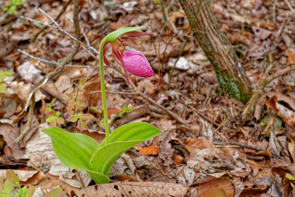 Native plants
