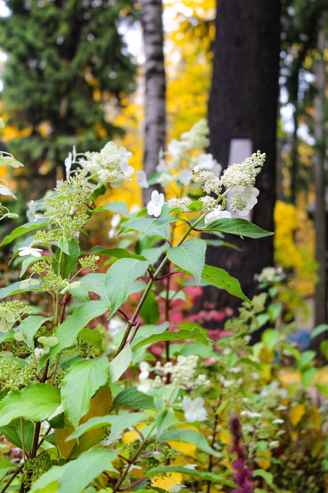 Генеральские дачи