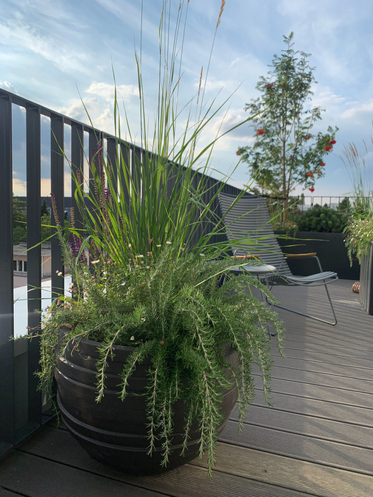 Photo of a mid-sized contemporary rooftop and rooftop deck in Cologne with a container garden.