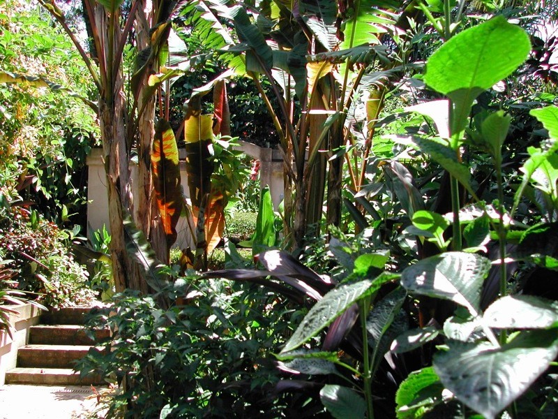 Tropical garden in Other.