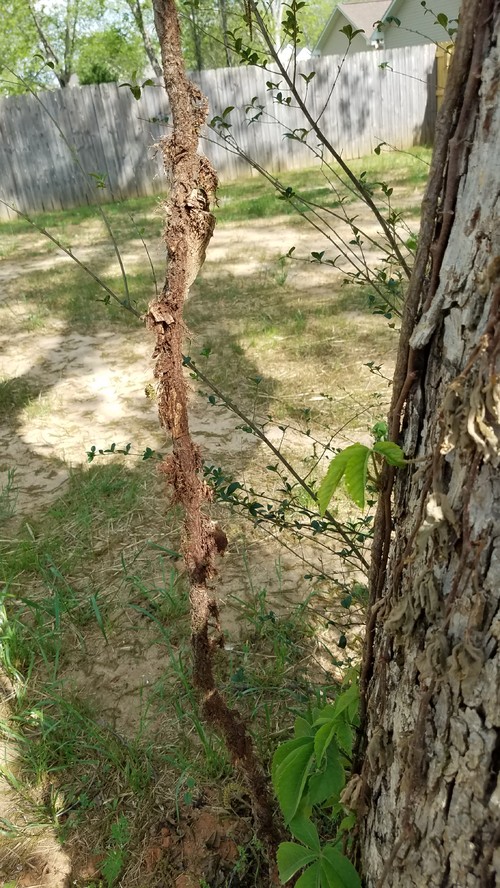 Vines Killing Pecan Tree