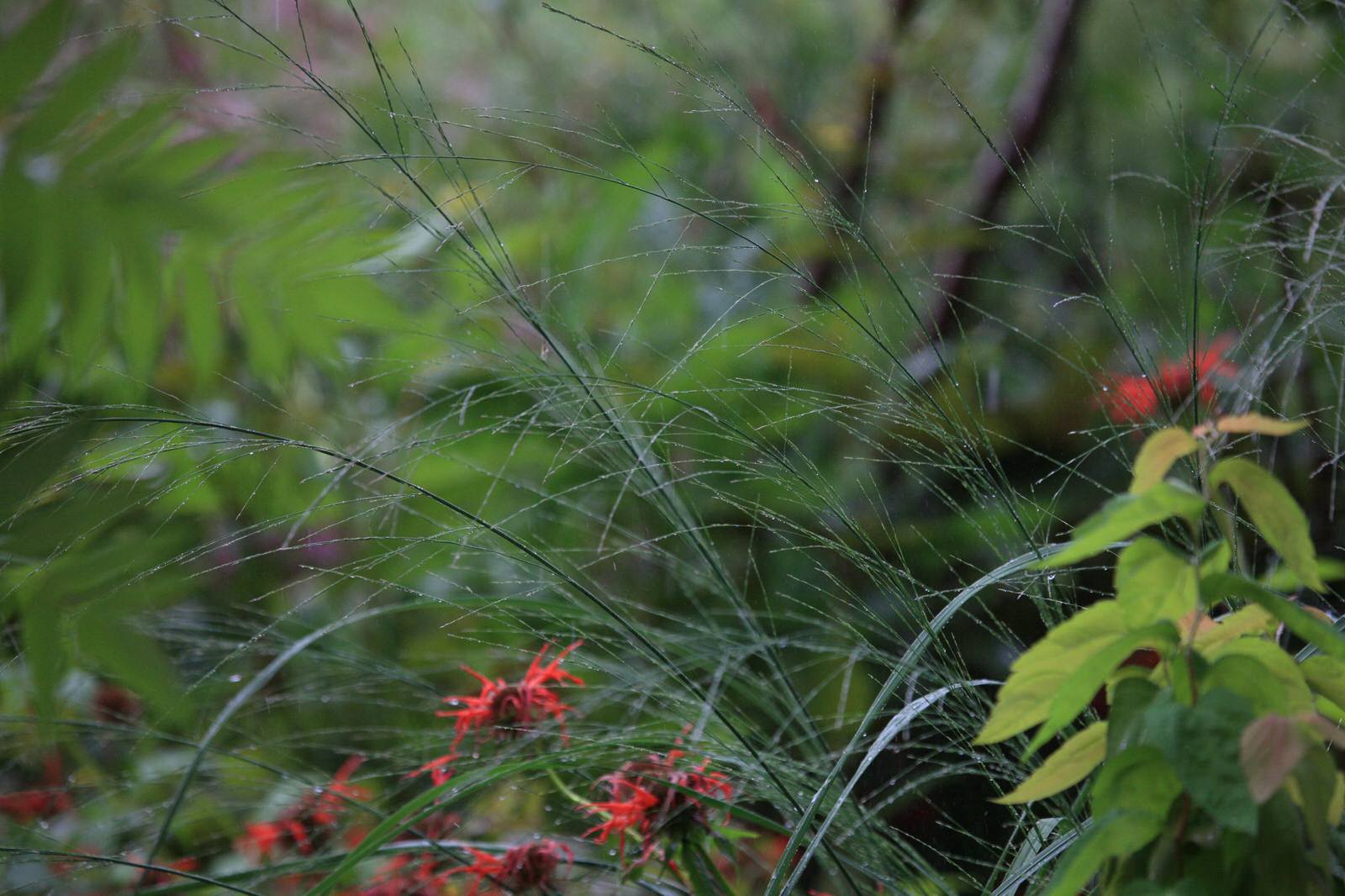 Бельгийская Деревня