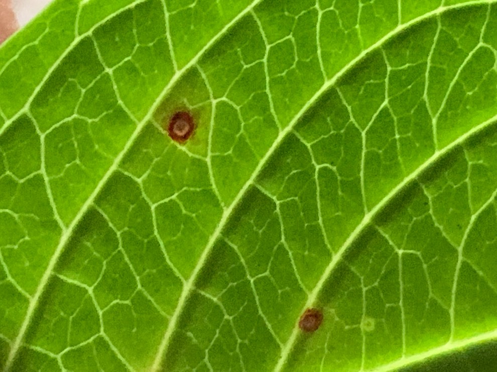 Black spots on hydrangea leaves? Zone 7