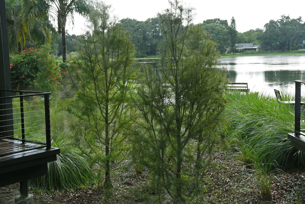 Photo of a contemporary garden in Orlando.