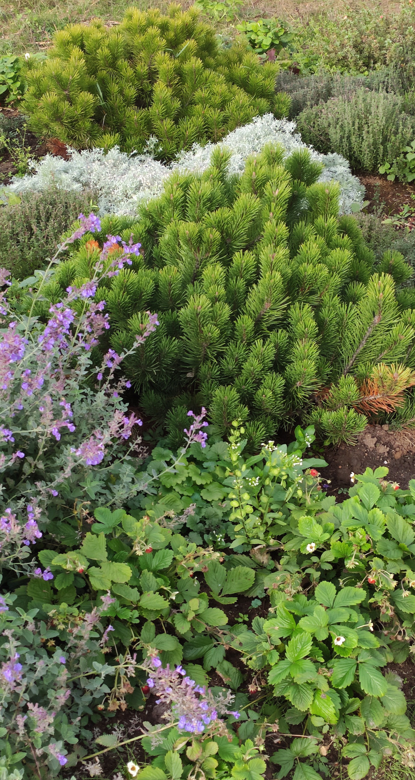 Проект "Волга"